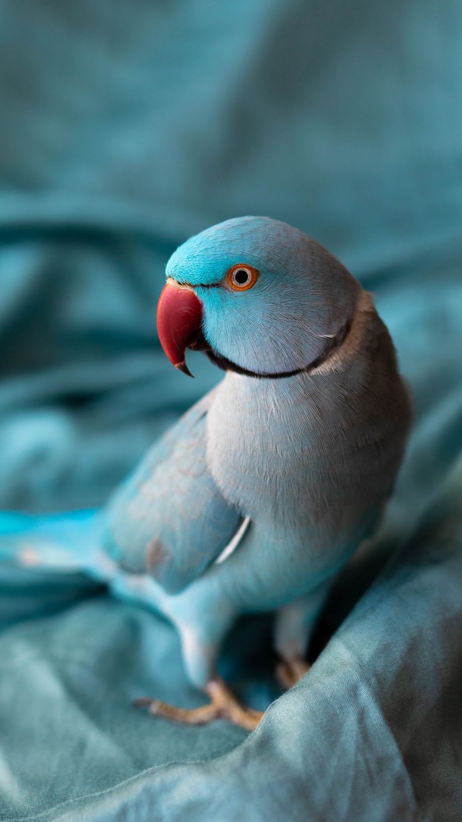 Iphone Parrot Wallpapers