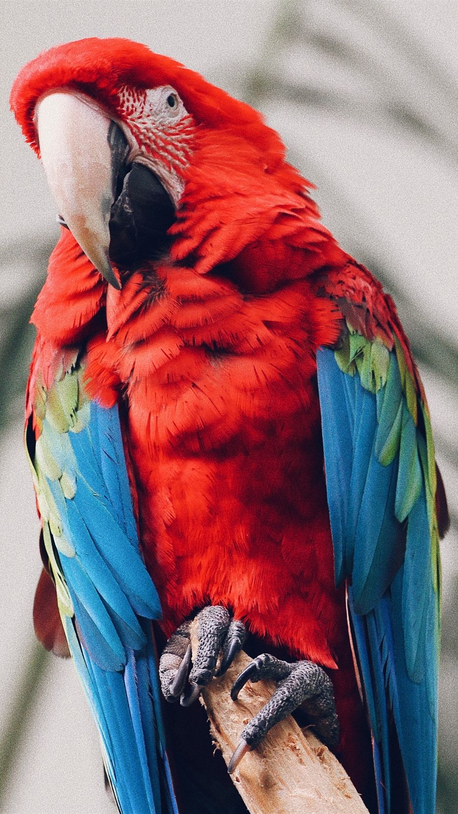 Iphone Parrot Wallpapers