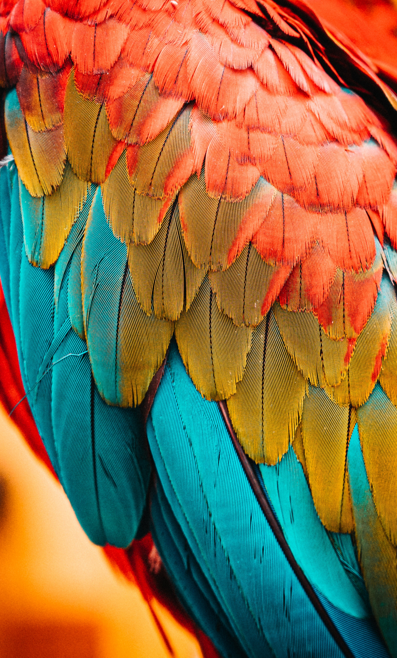 Iphone Parrot Wallpapers