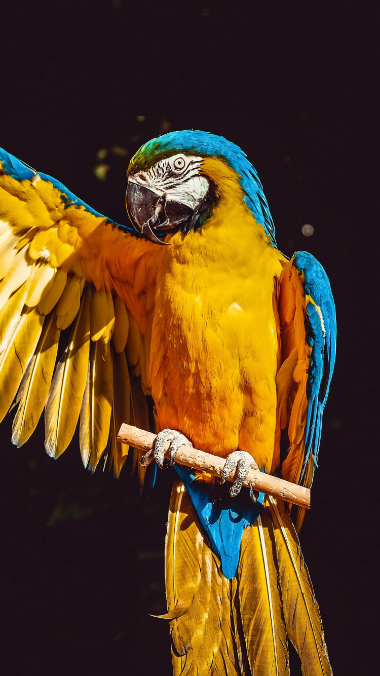 Iphone Parrot Wallpapers