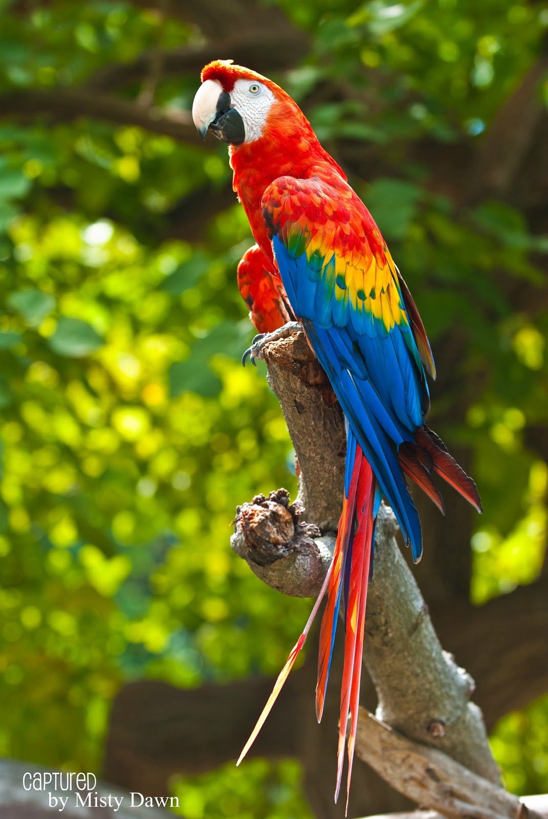 Iphone Parrot Wallpapers