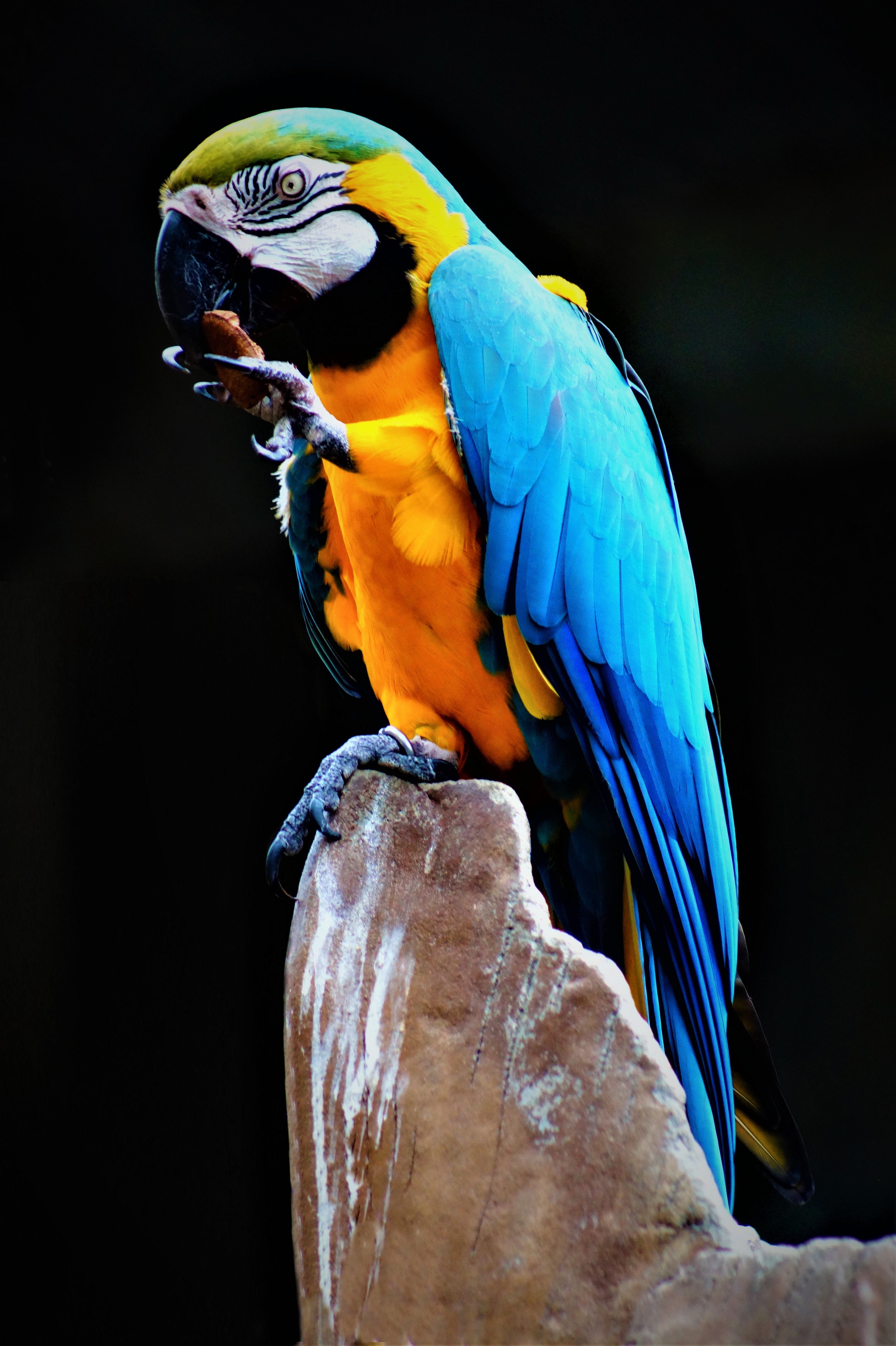 Iphone Parrot Wallpapers