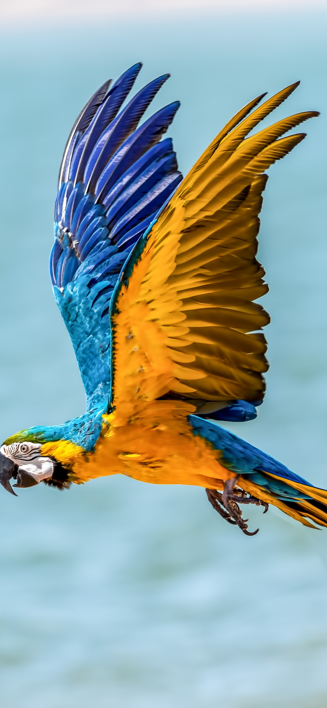 Iphone Parrot Wallpapers