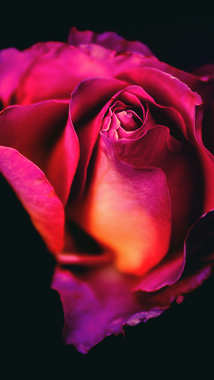 Iphone Rose Wallpapers