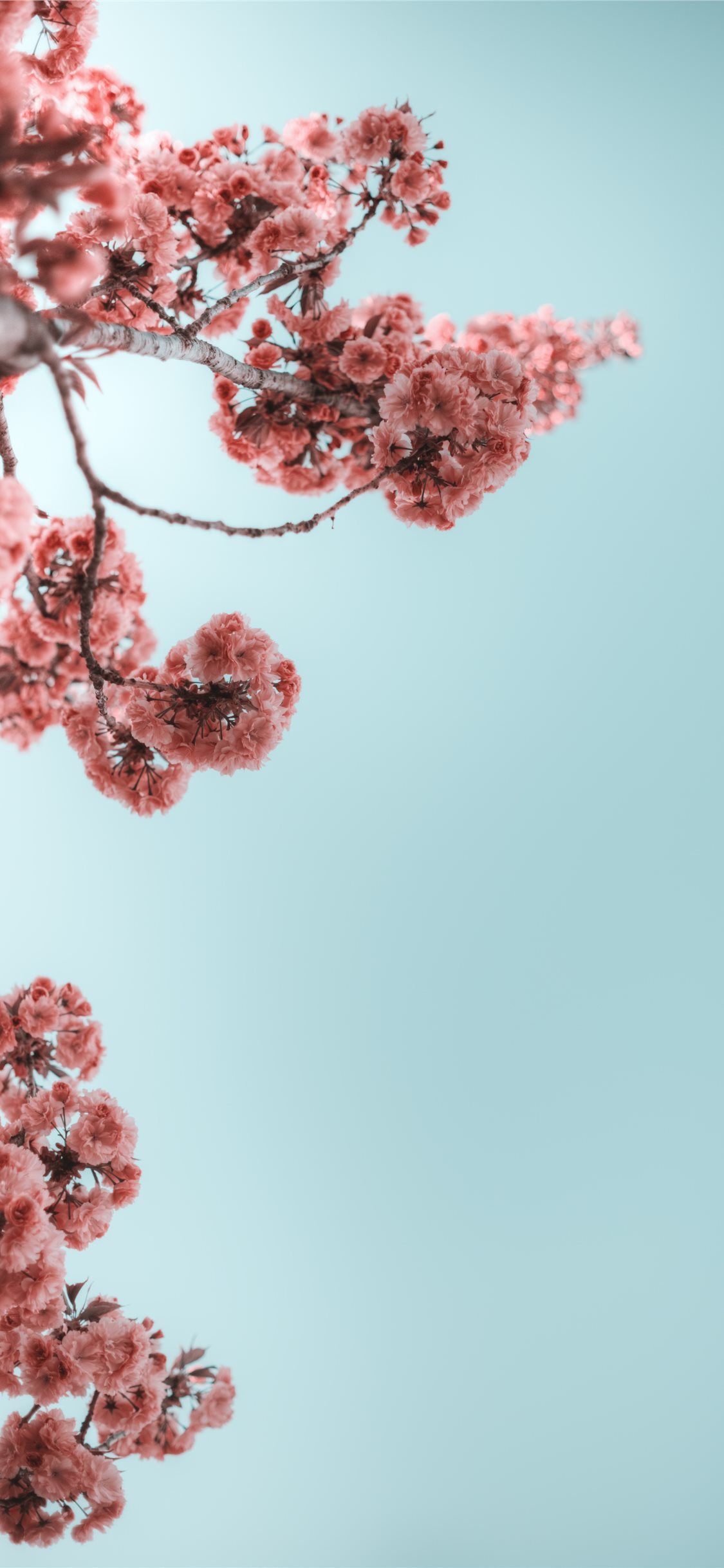 Iphone Spring Wallpapers