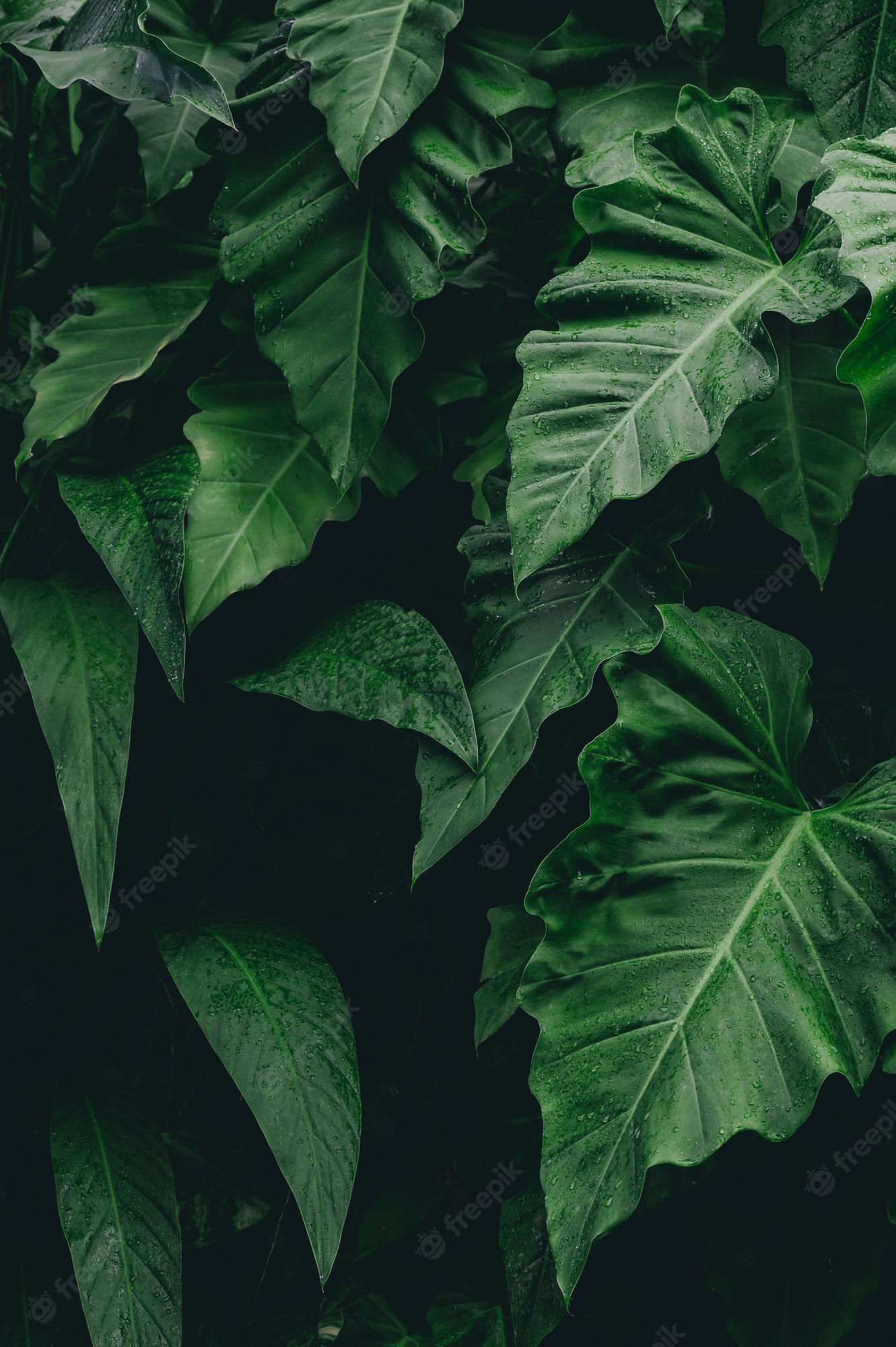 Iphone Tumblr Leaf Wallpapers