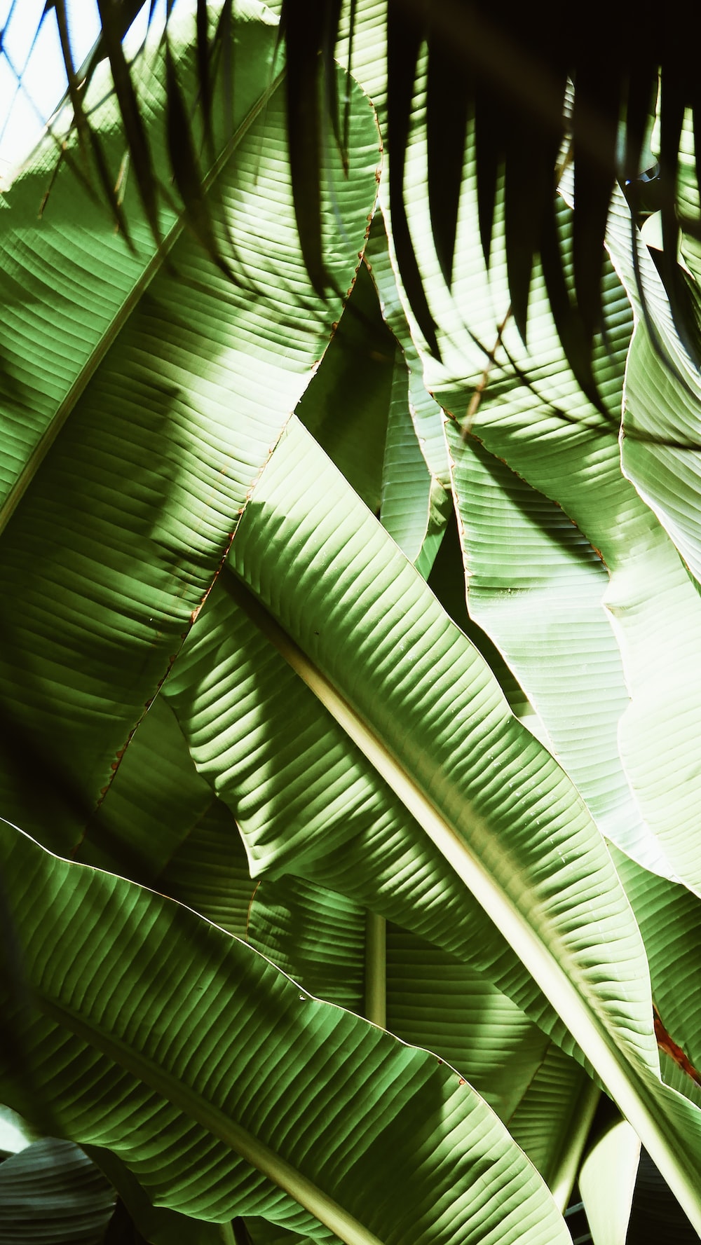 Iphone Tumblr Leaf Wallpapers