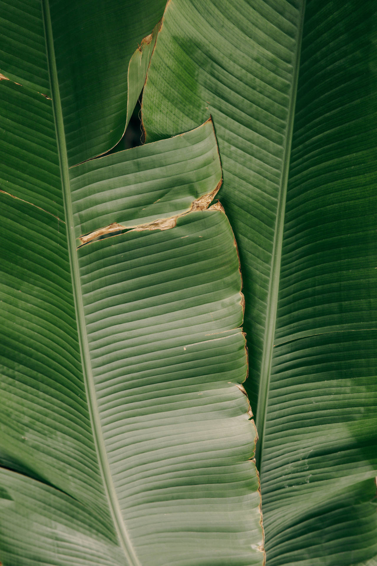 Iphone Tumblr Leaf Wallpapers