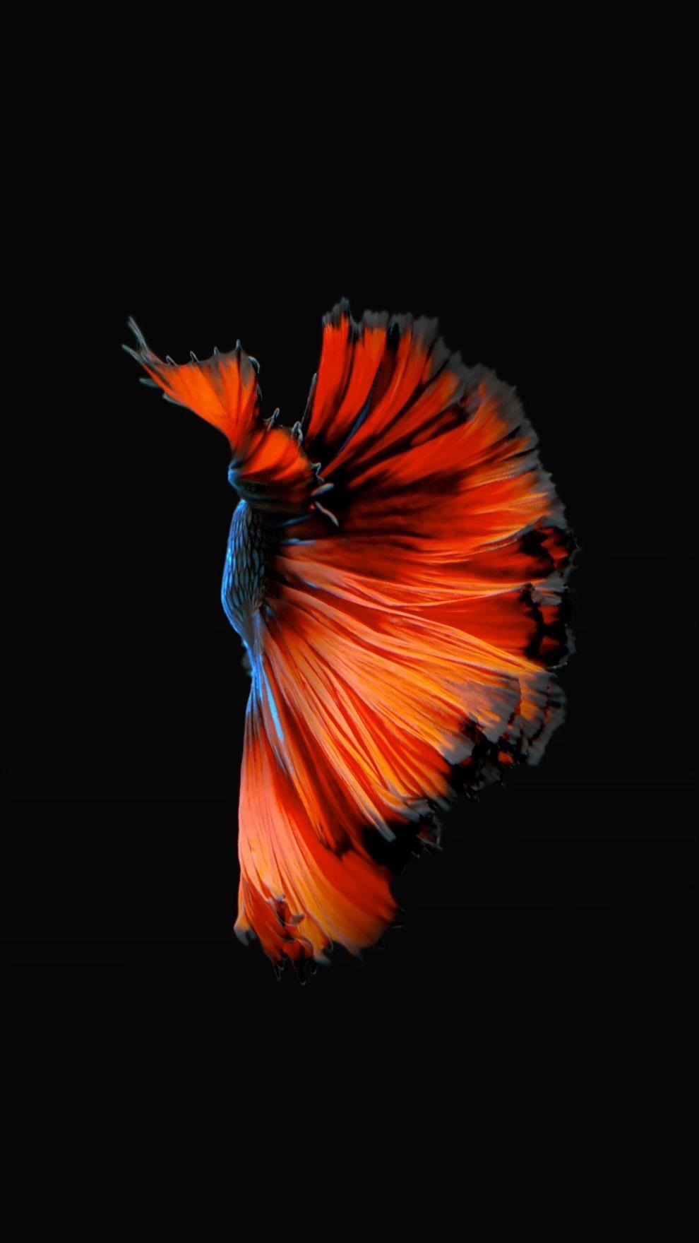 Iphone X Fish Wallpapers