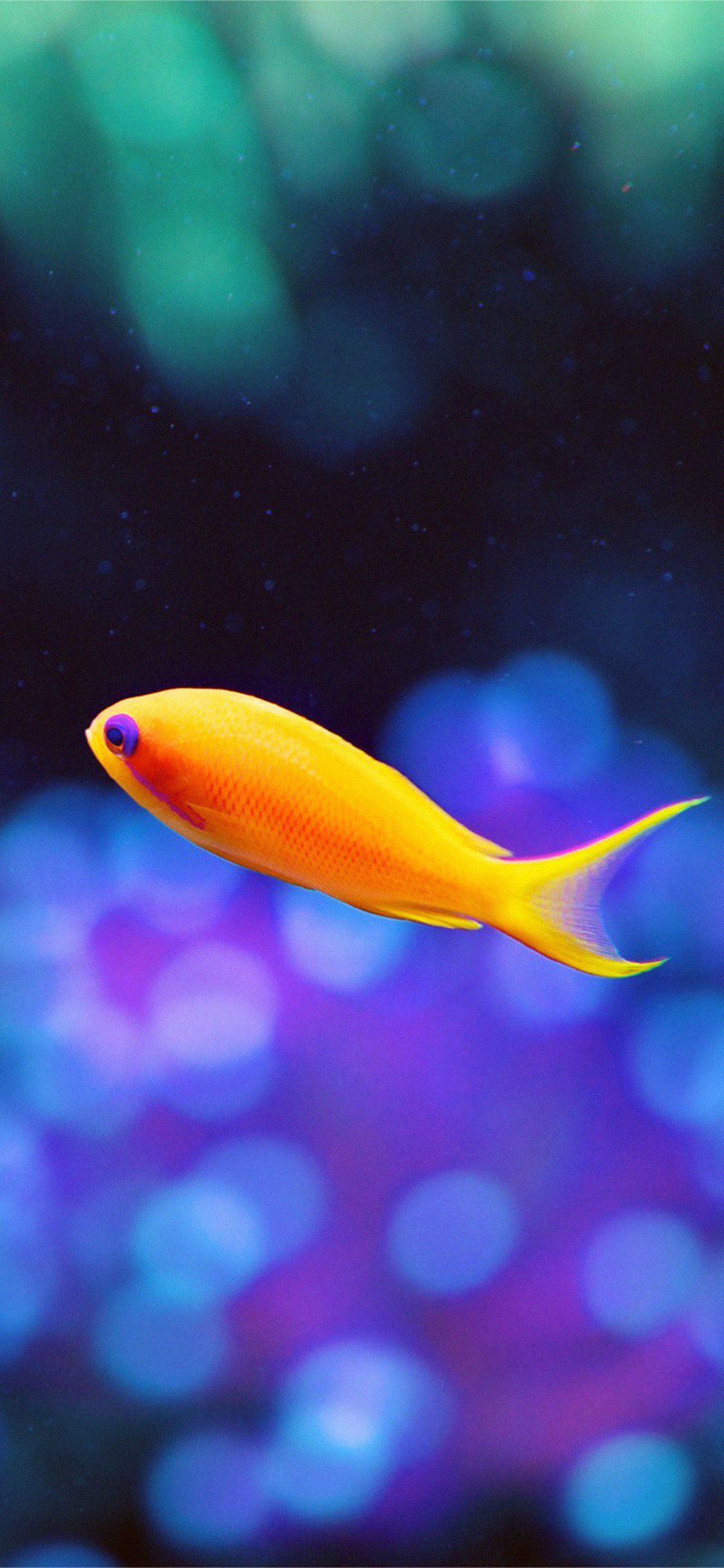 Iphone X Fish Wallpapers