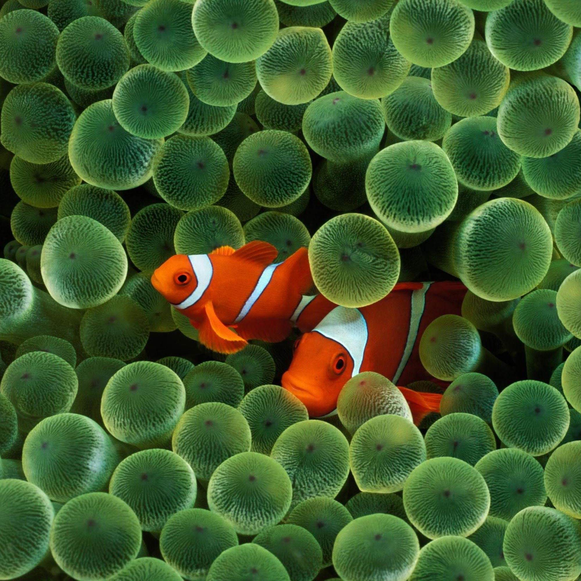 Iphone X Fish Wallpapers