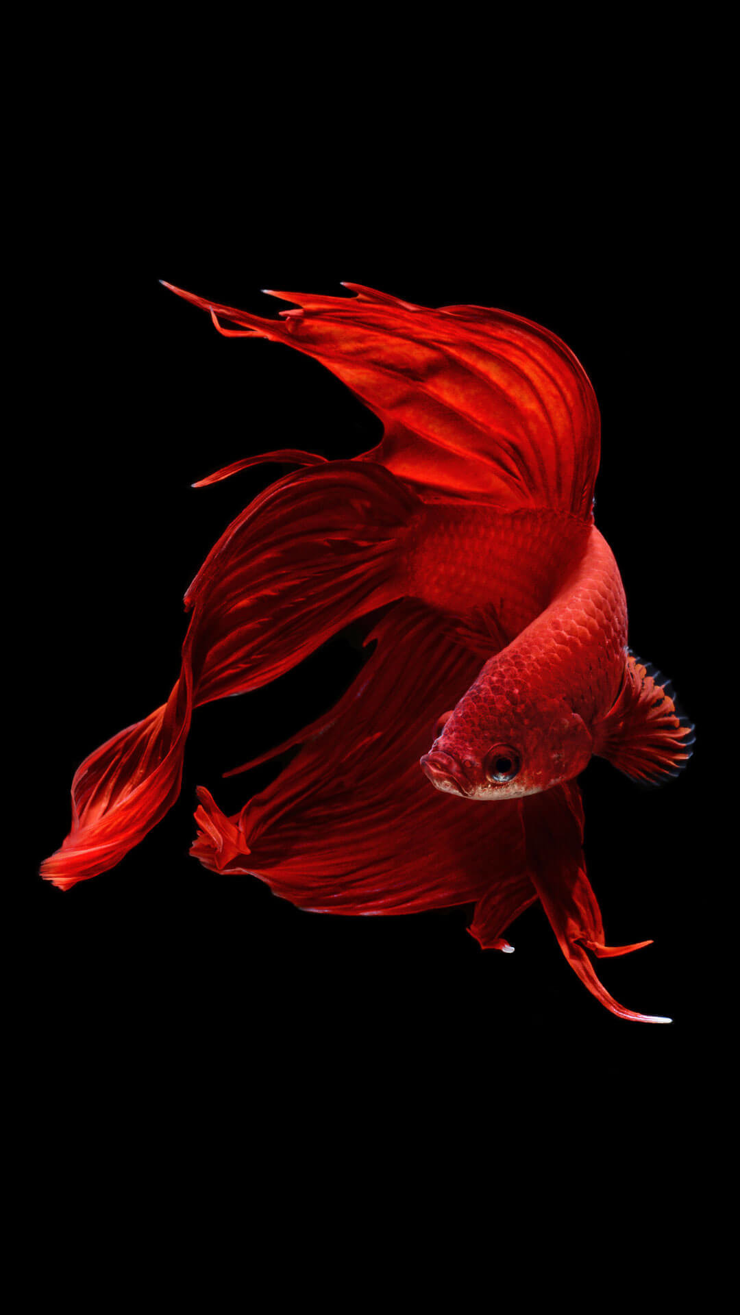 Iphone X Fish Wallpapers