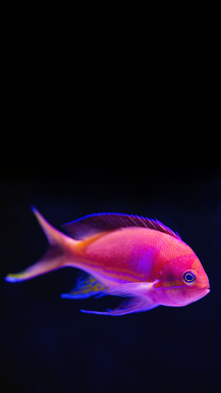 Iphone X Fish Wallpapers