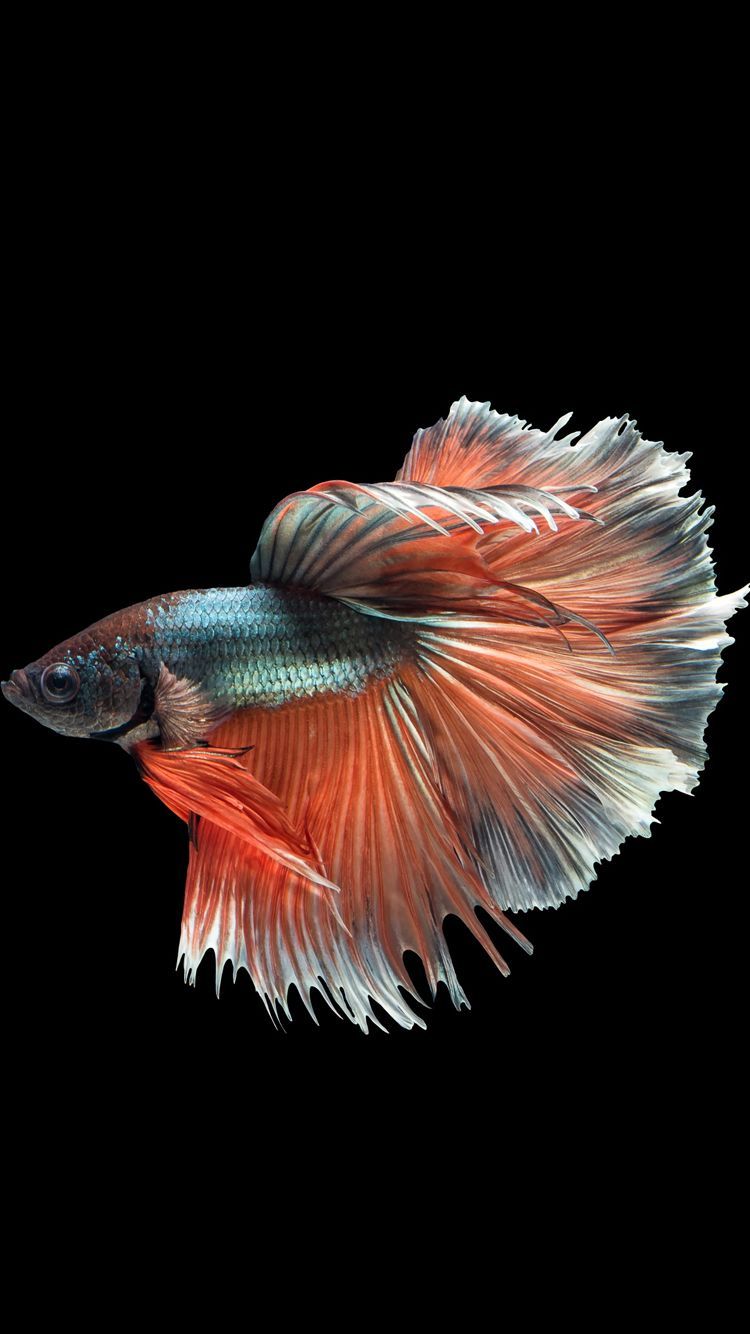 Iphone X Fish Wallpapers