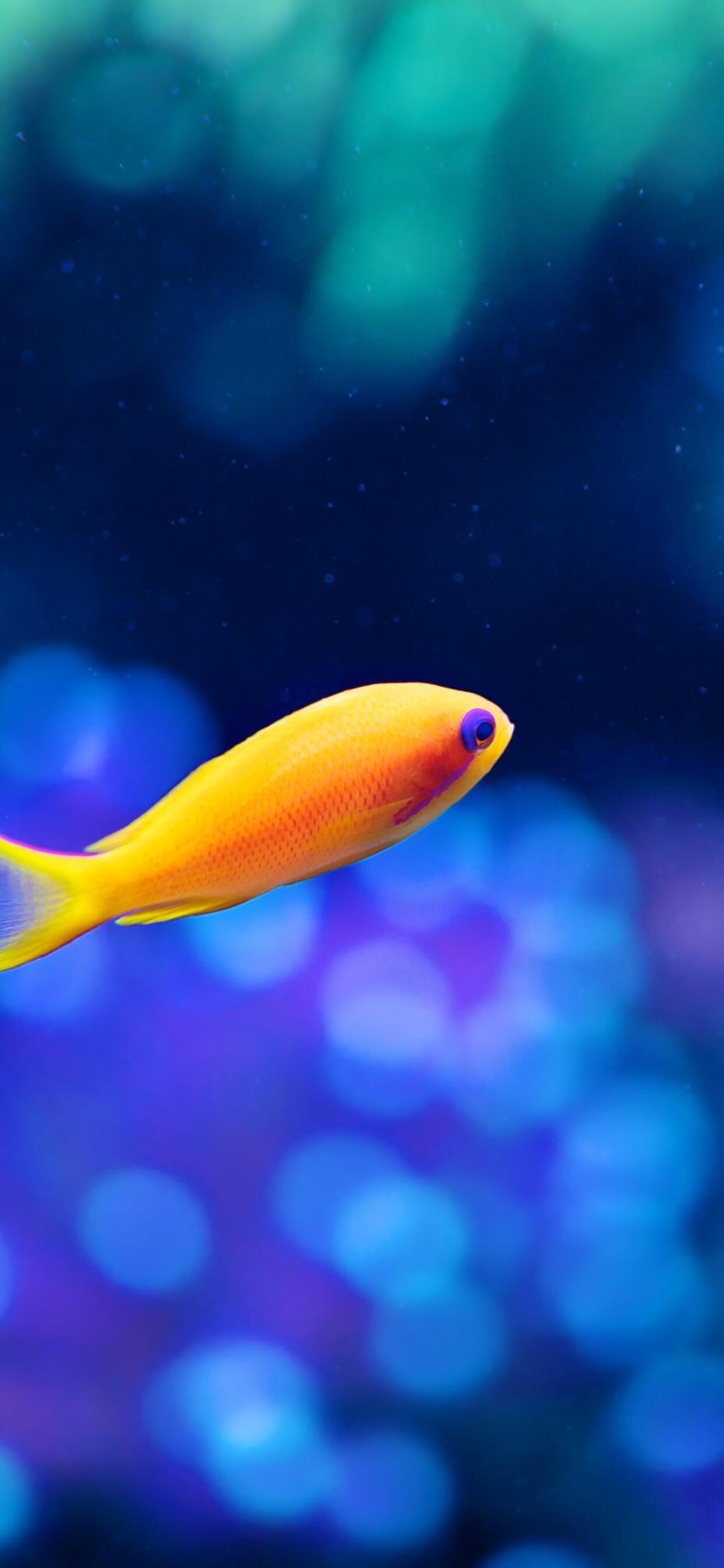 Iphone Xs Max Fish Wallpapers