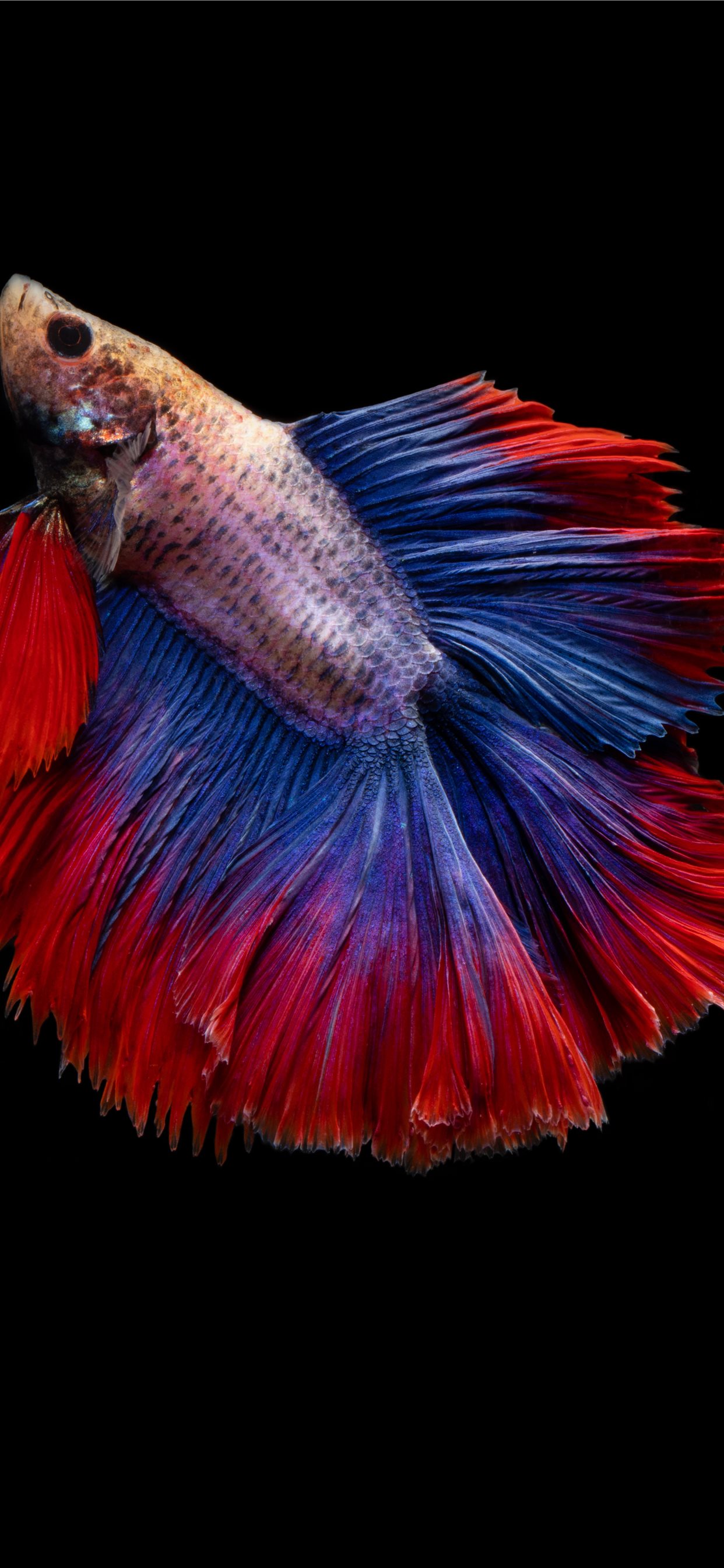 Iphone Xs Max Fish Wallpapers