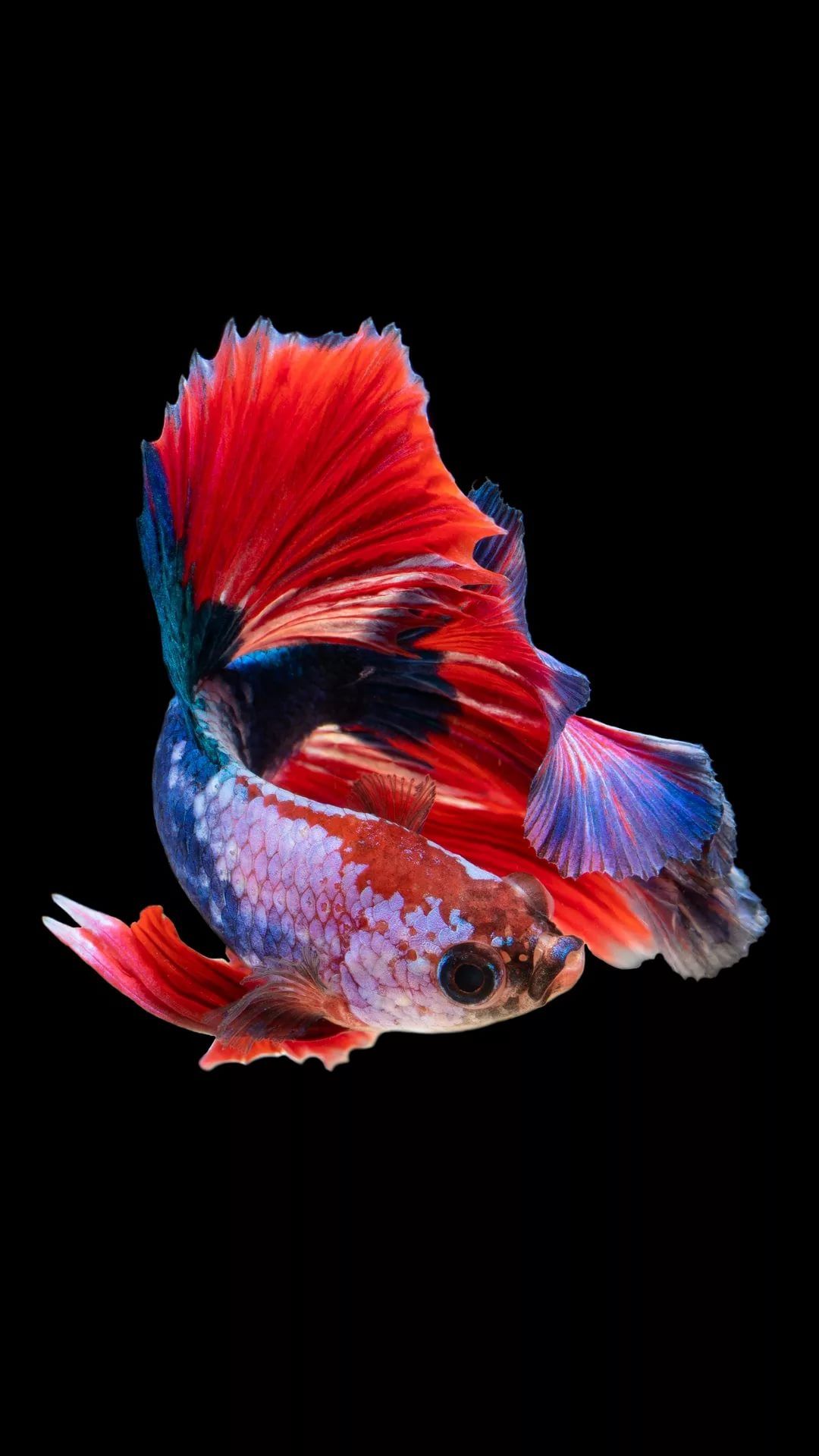 Iphone Xs Max Fish Wallpapers