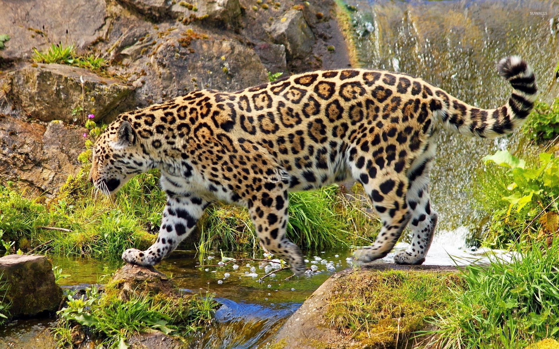 Jaguar Animal Wallpapers