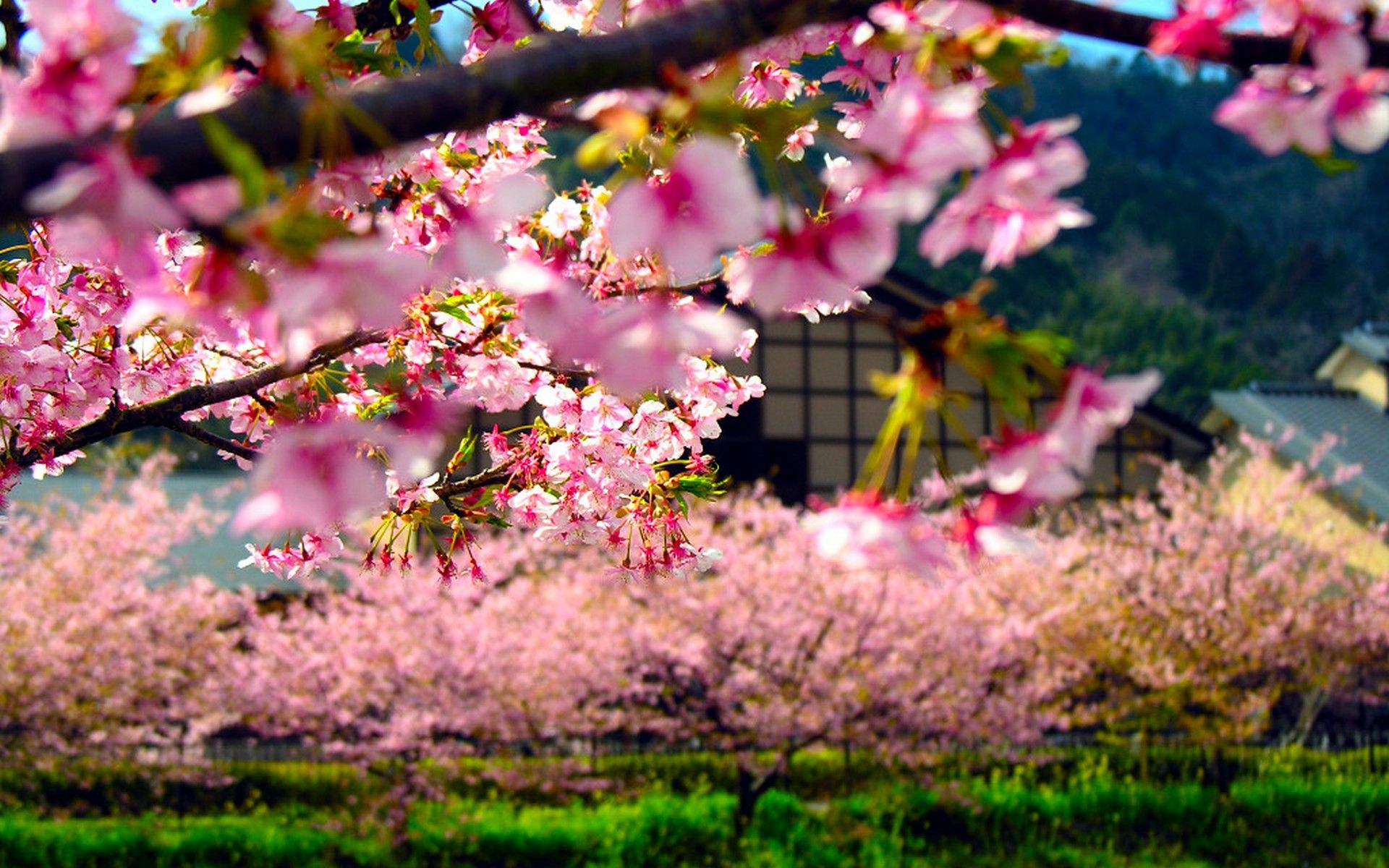 Japan Spring Wallpapers