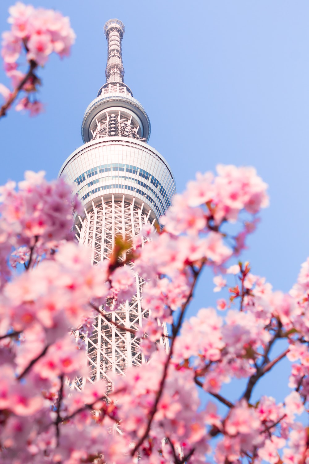 Japan Spring Wallpapers