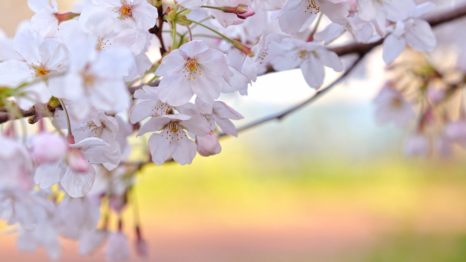 Japanese Cherry Blossom Painting Wallpapers