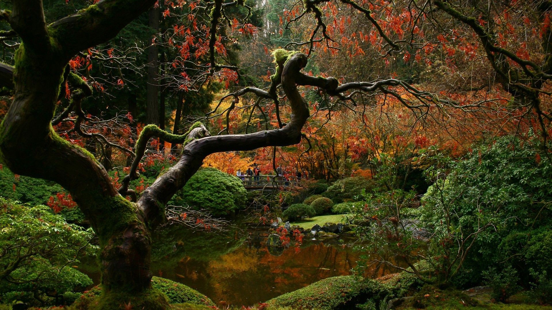 Japanese Forest Wallpapers