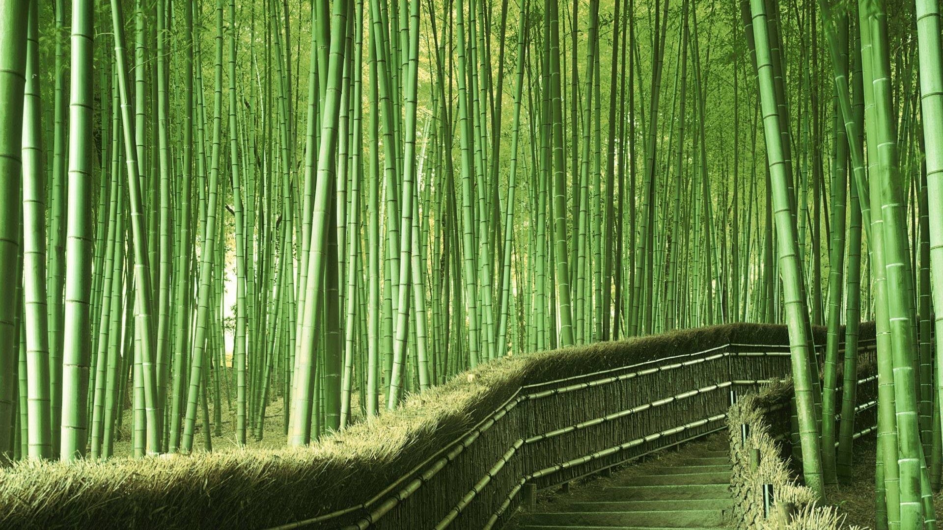 Japanese Forest Wallpapers