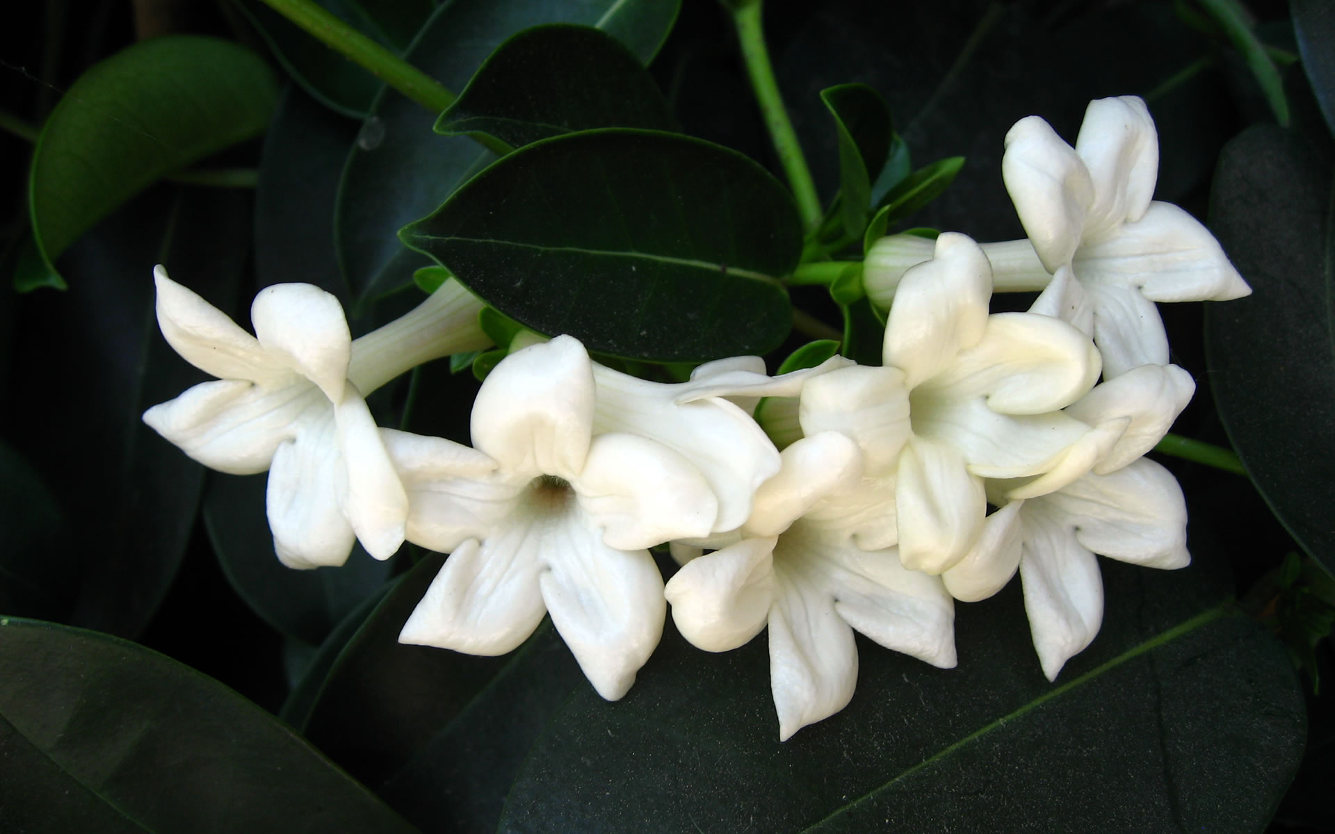 Jasmine Flower Wallpapers