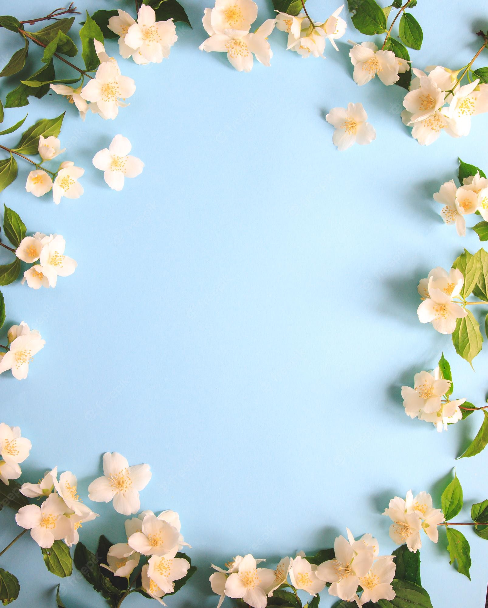 Jasmine Flower Wallpapers