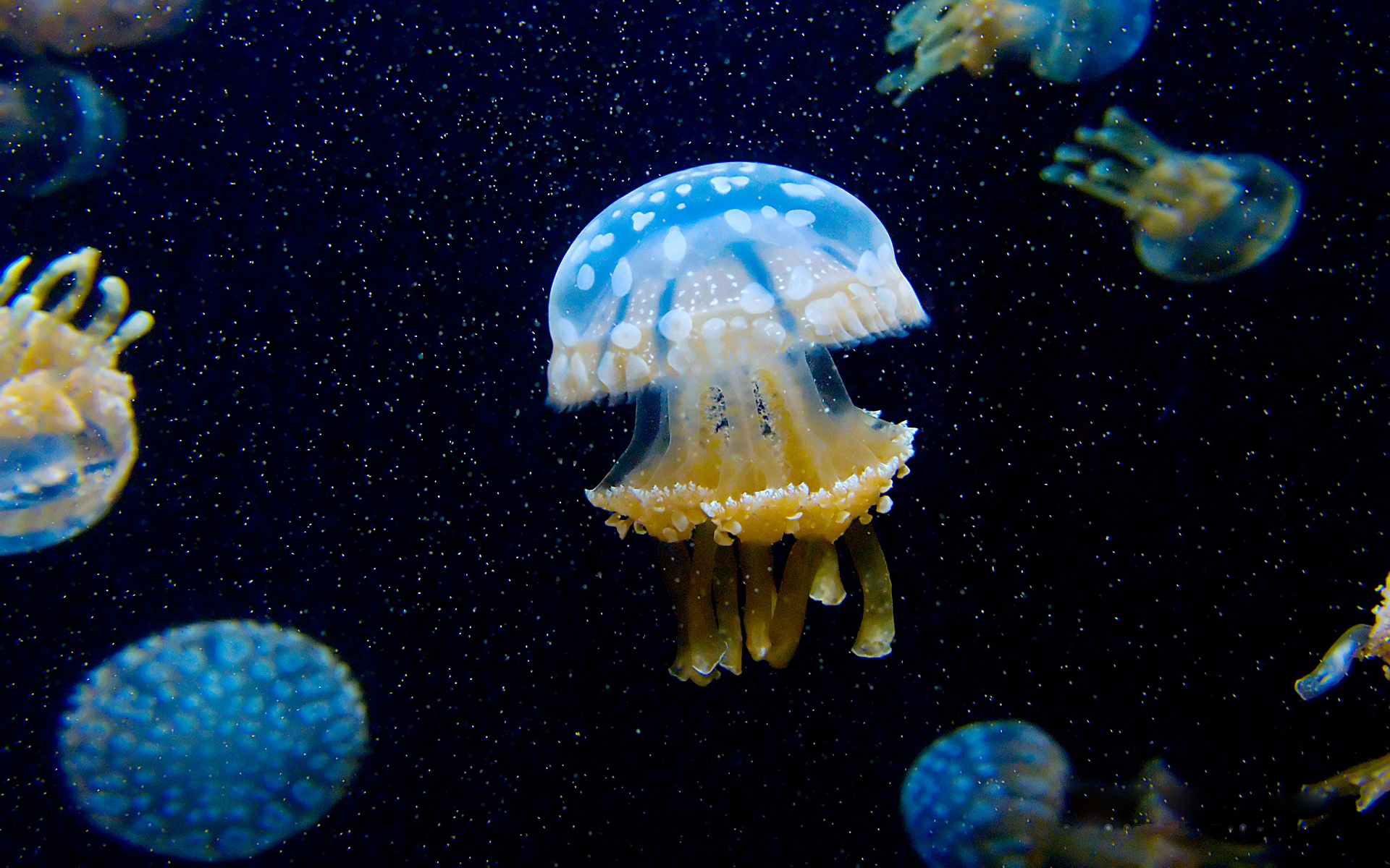 Jellyfish Fields Wallpapers