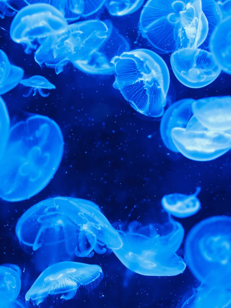 Jellyfish Fields Wallpapers