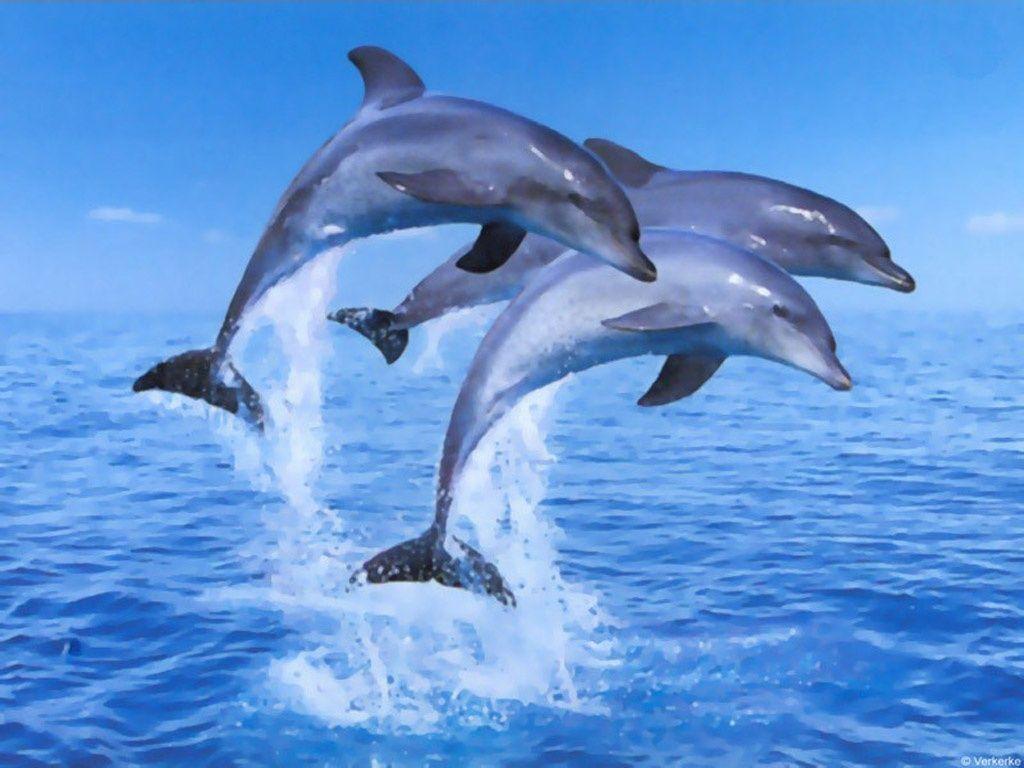 Jumping Dolphin Wallpapers