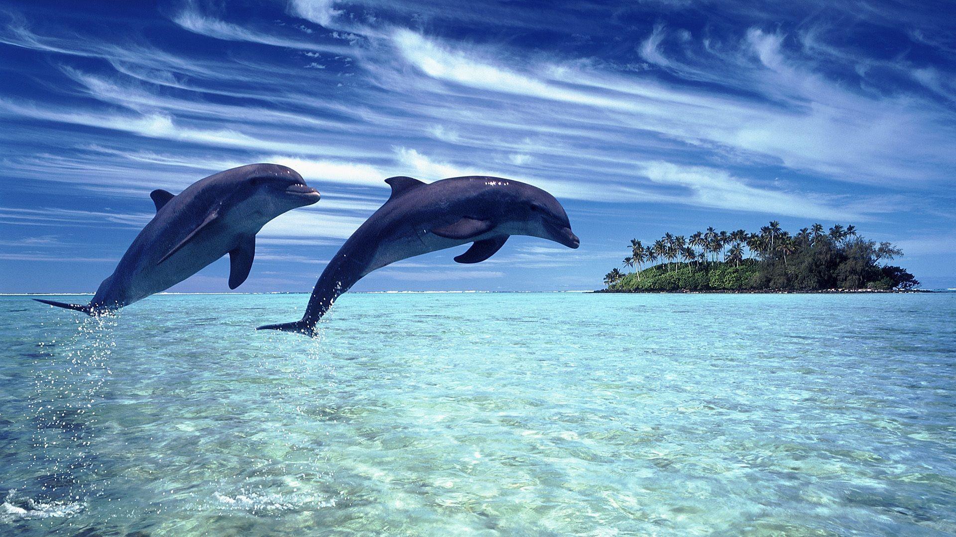 Jumping Dolphin Wallpapers