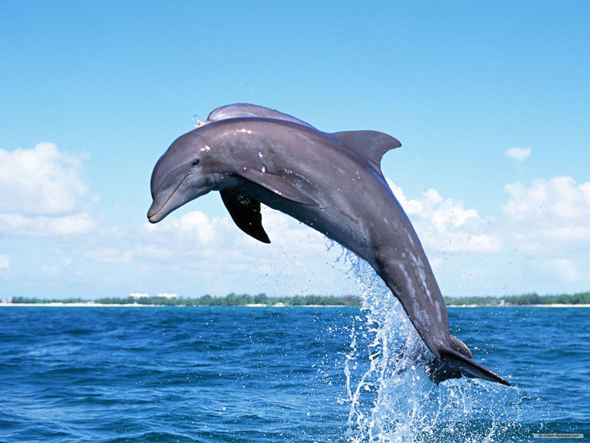 Jumping Dolphin Wallpapers