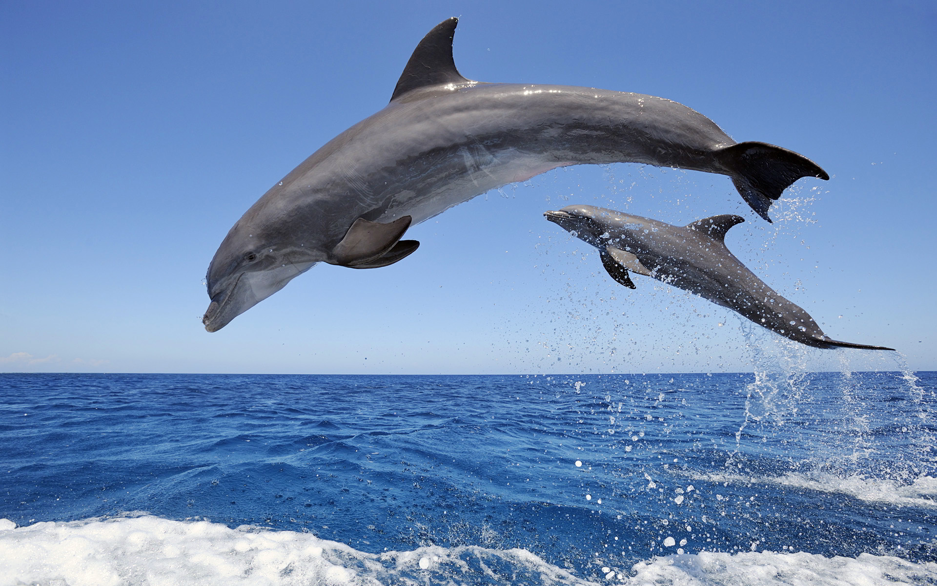 Jumping Dolphin Wallpapers