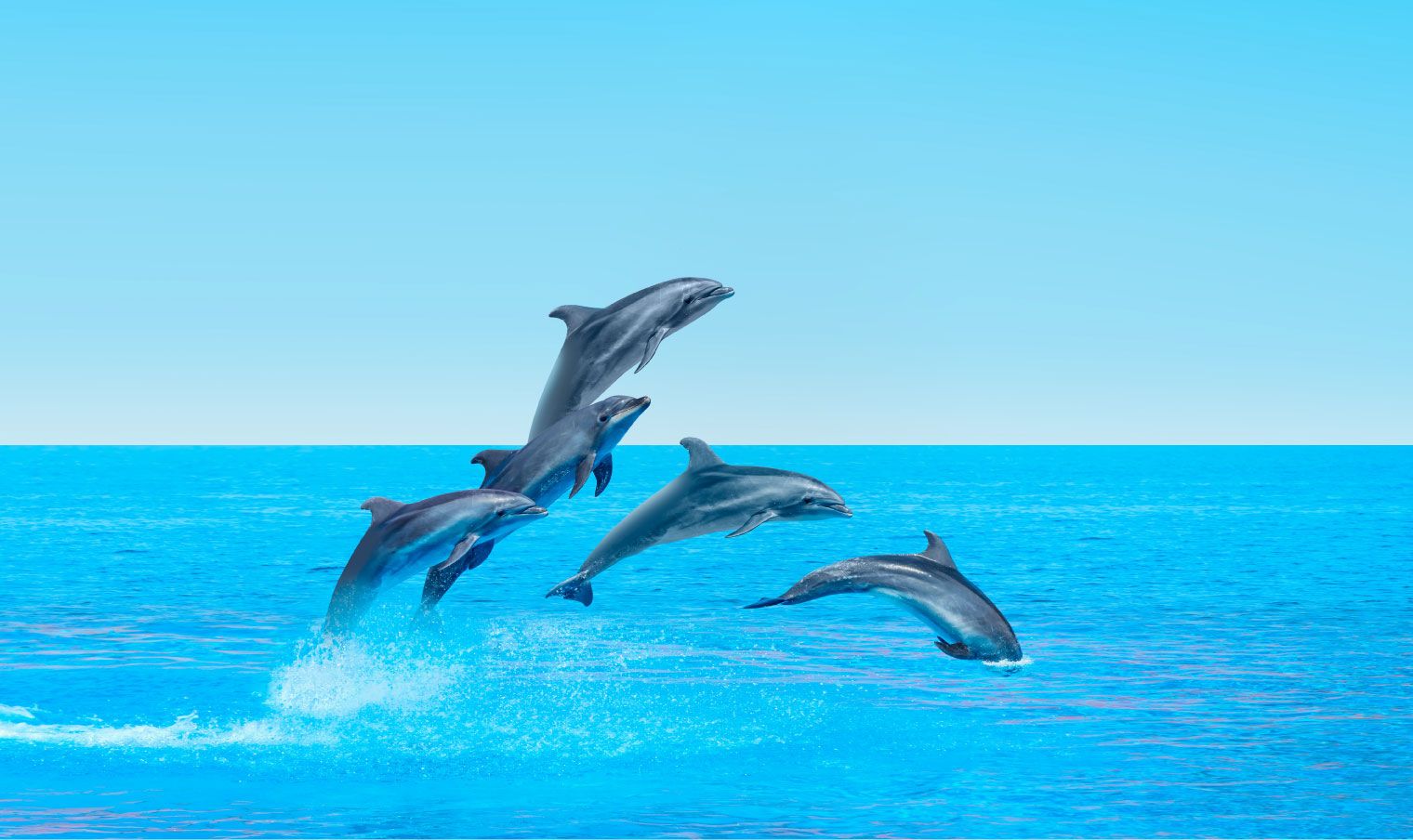 Jumping Dolphin Wallpapers