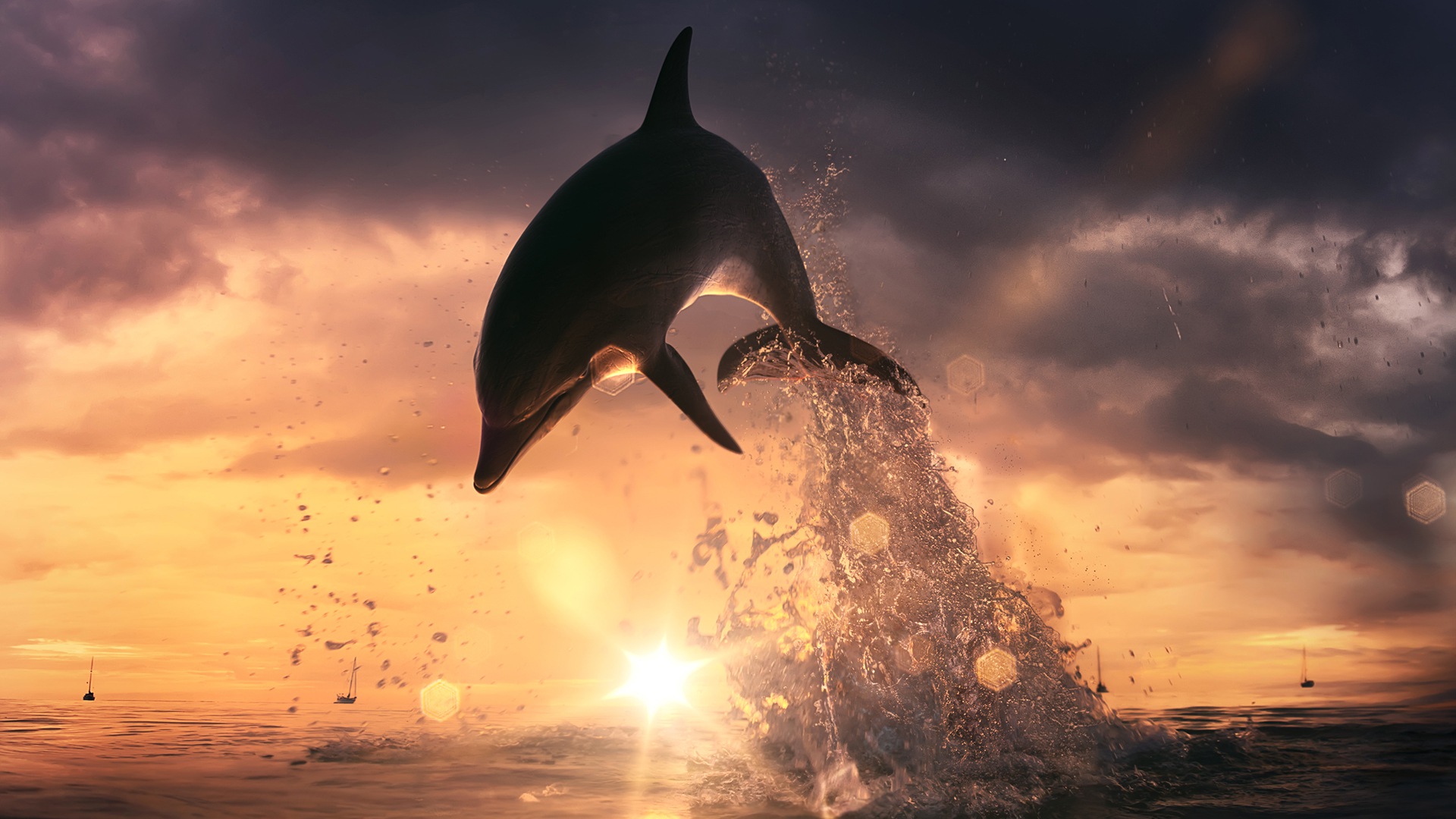 Jumping Dolphin Wallpapers