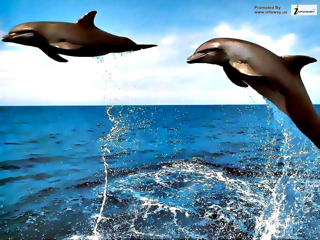 Jumping Dolphin Wallpapers