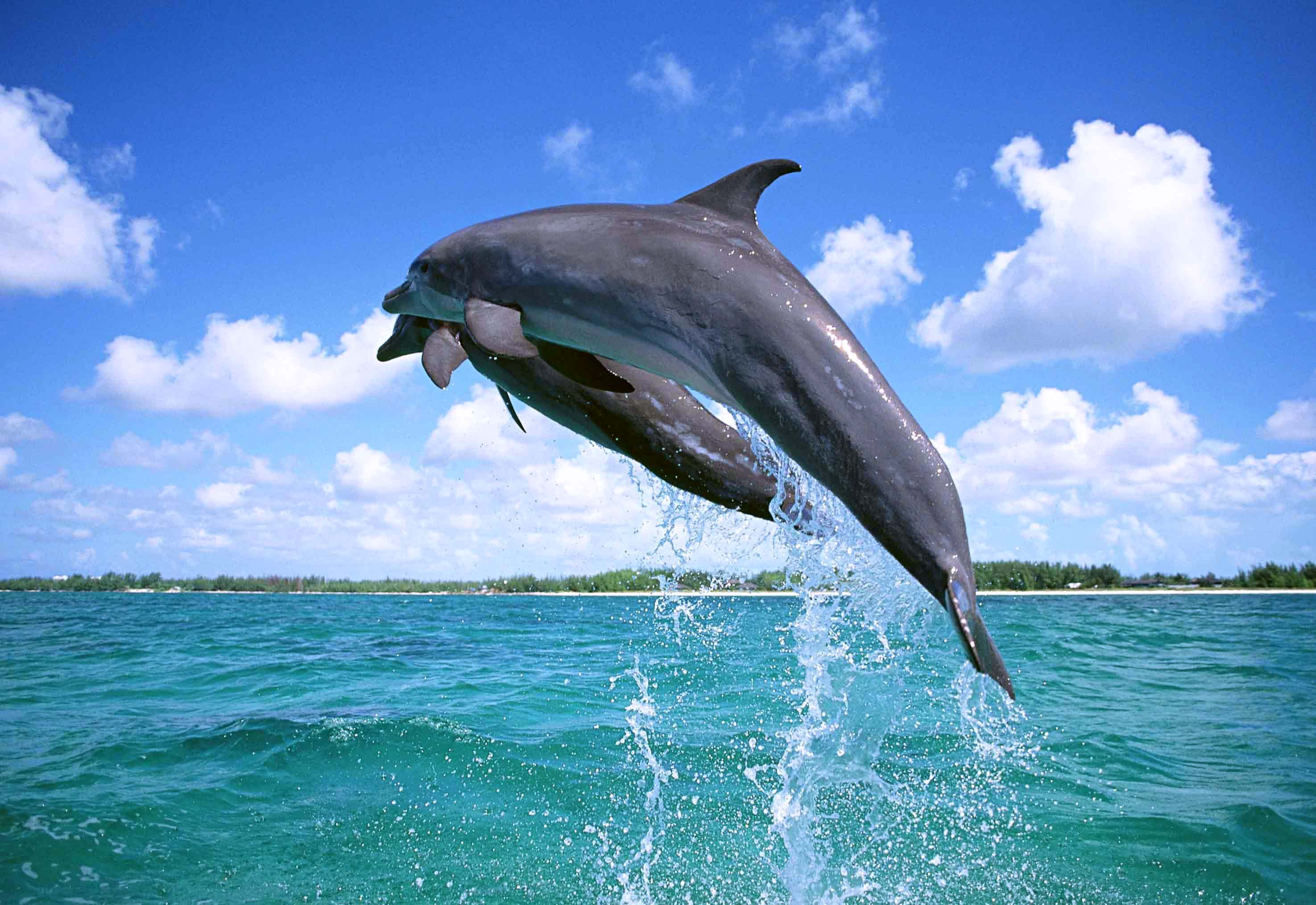 Jumping Dolphin Wallpapers