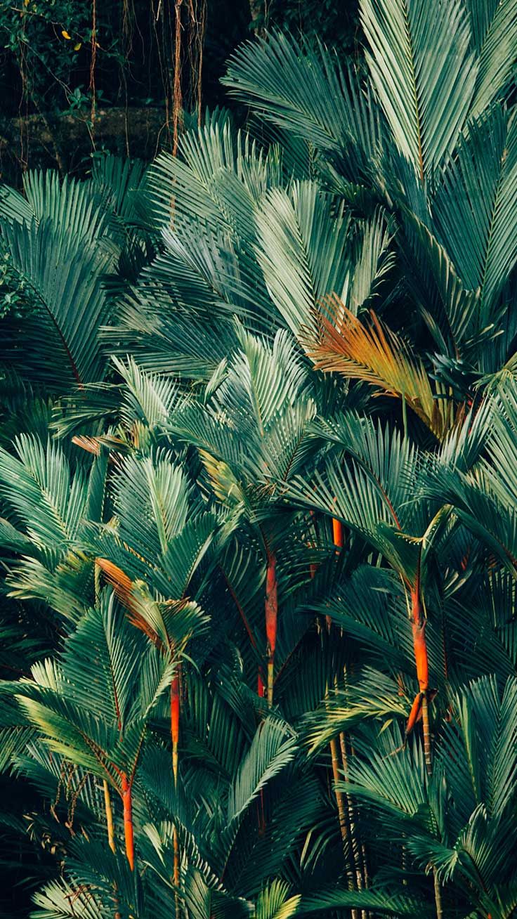 Jungle Iphone Wallpapers