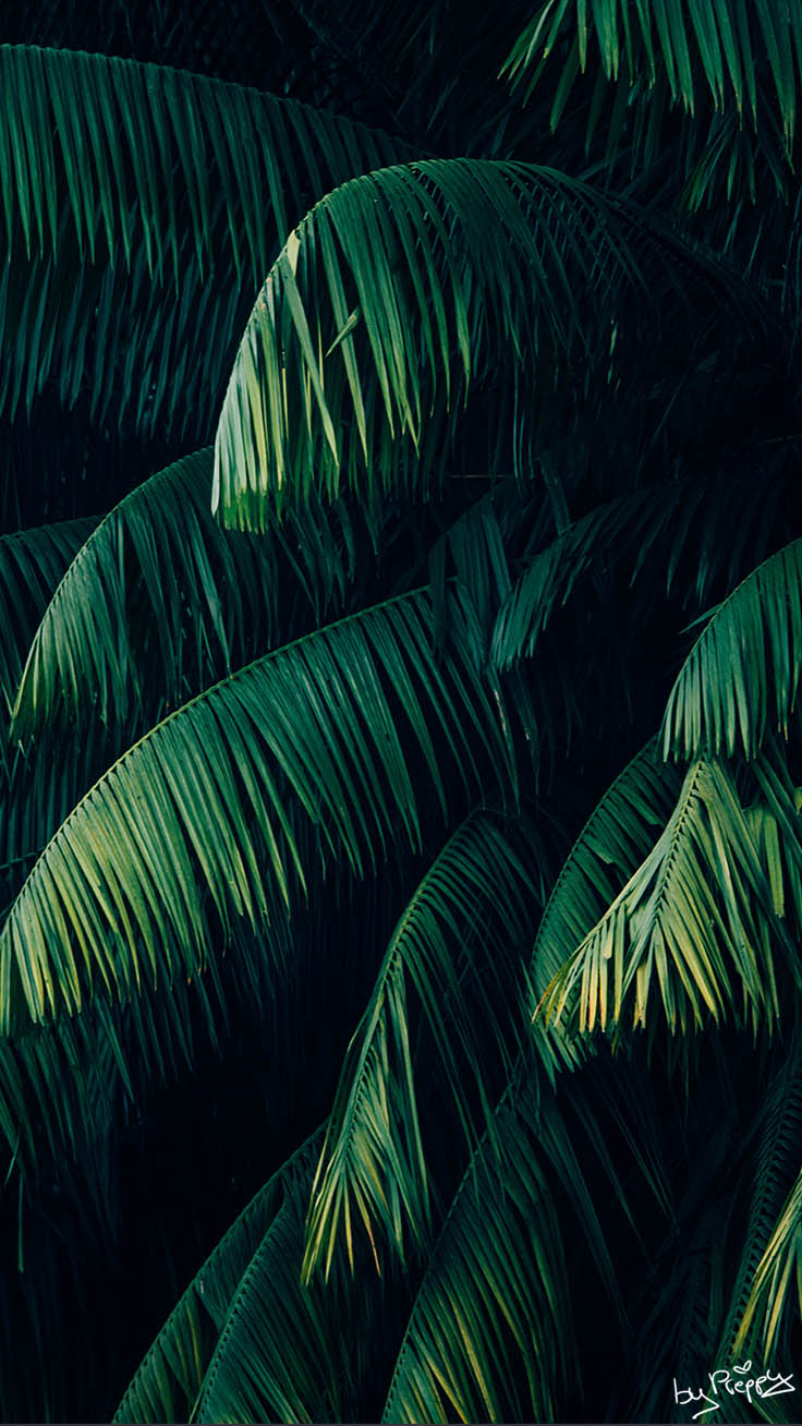 Jungle Iphone Wallpapers