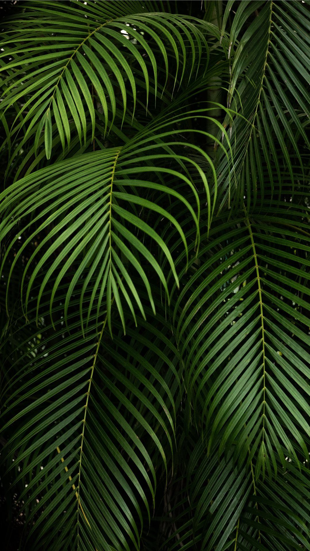 Jungle Iphone Wallpapers