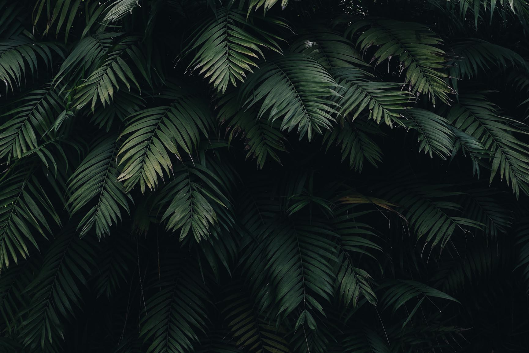 Jungle Iphone Wallpapers