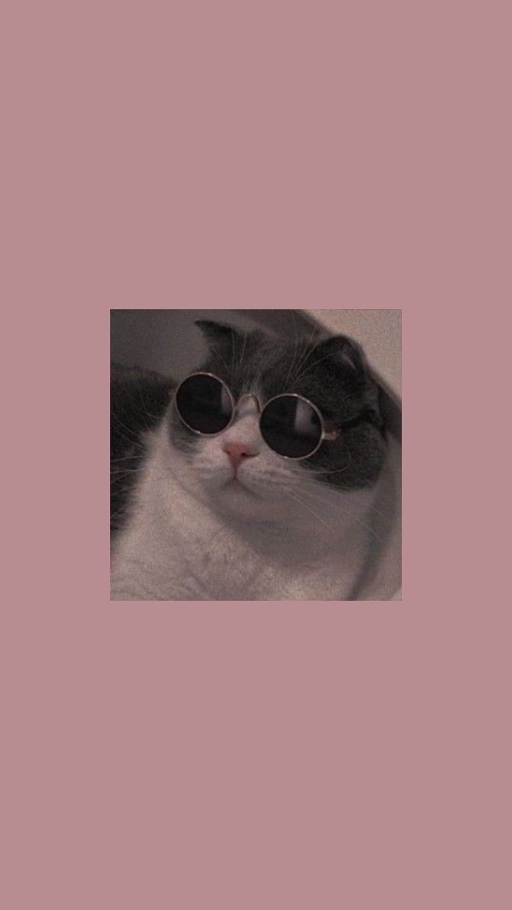 Kawaii Cat Tumblr Wallpapers
