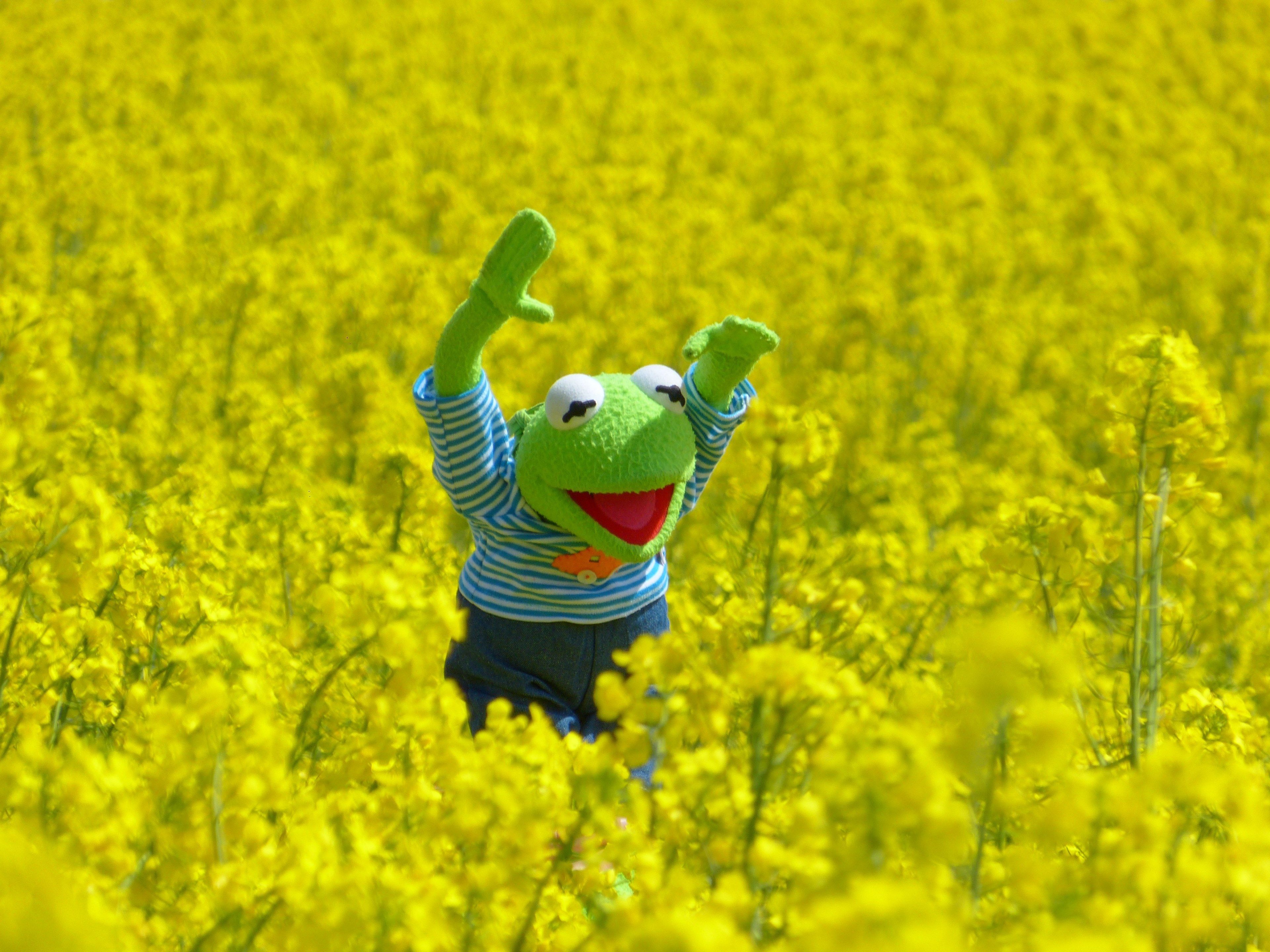 Kermit Meme Wallpapers