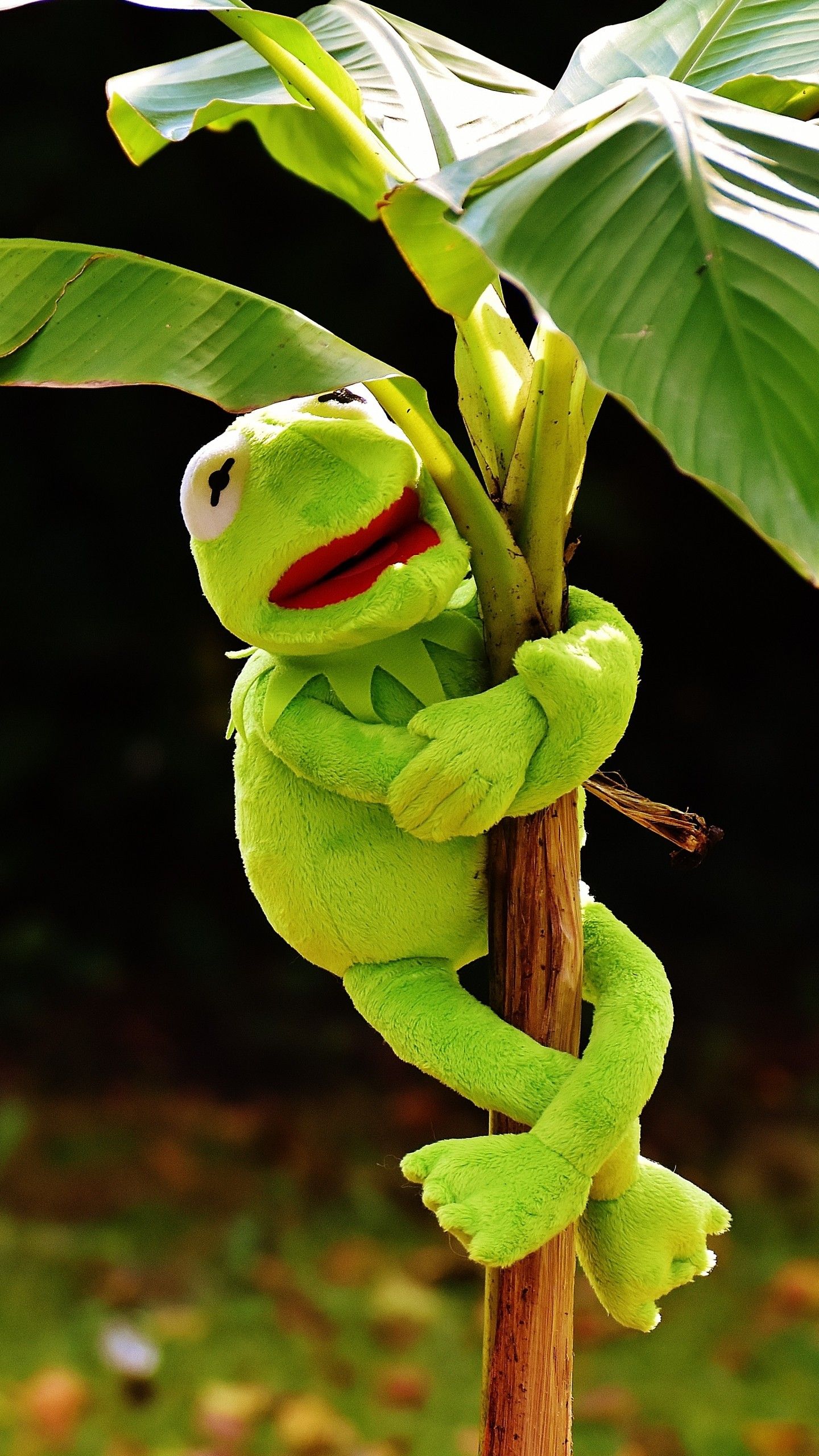 Kermit Meme Wallpapers