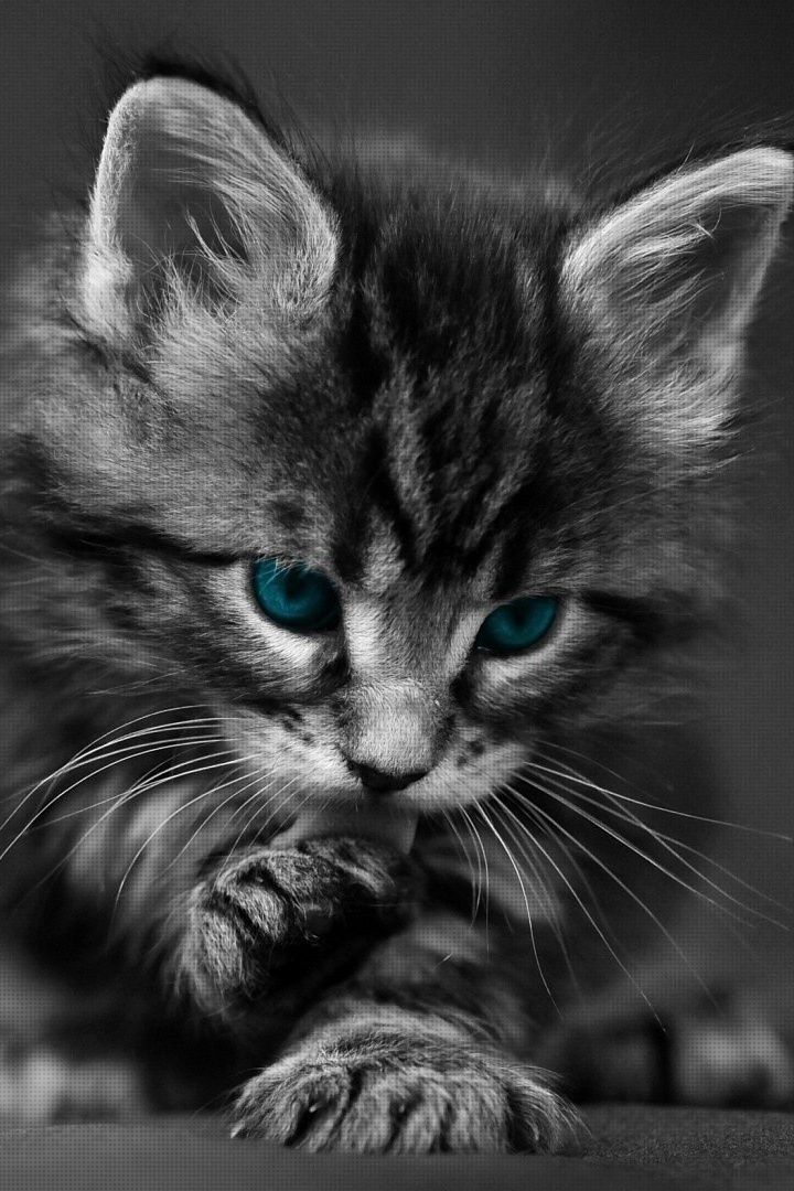 Kitten Iphone Wallpapers