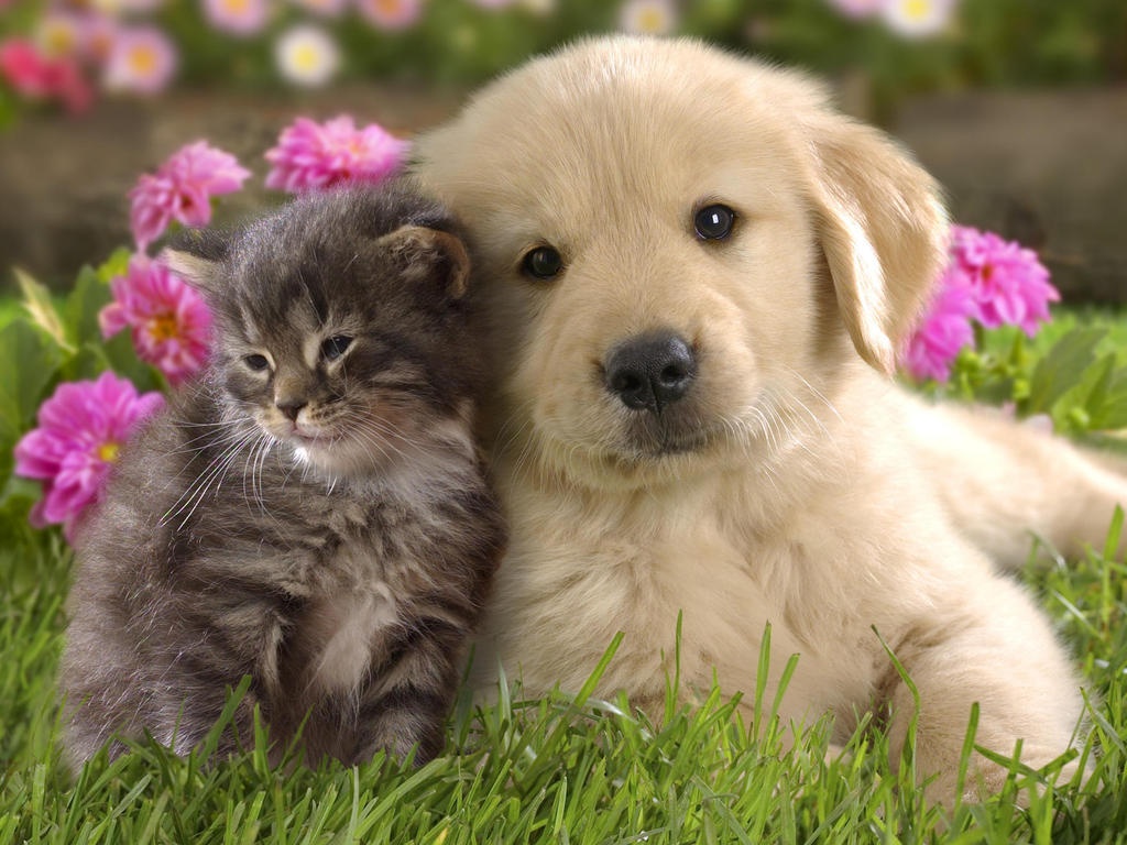 Kittens And Puppies Wallpapers