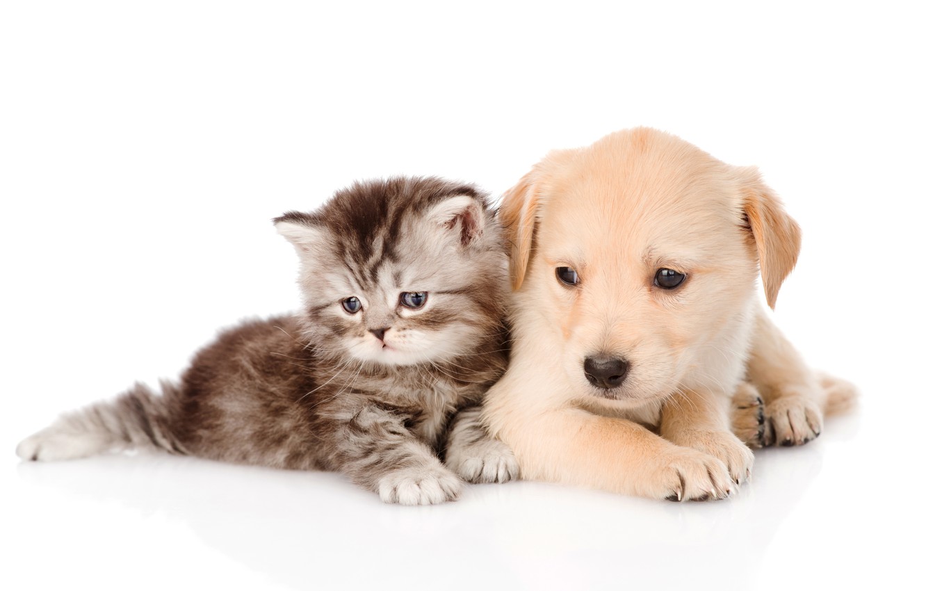Kittens And Puppies Wallpapers