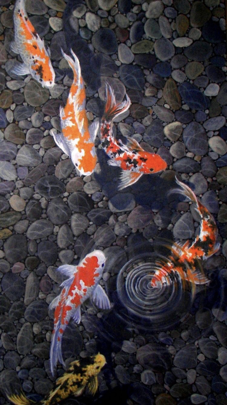 Koi Fish Painting Wallpapers